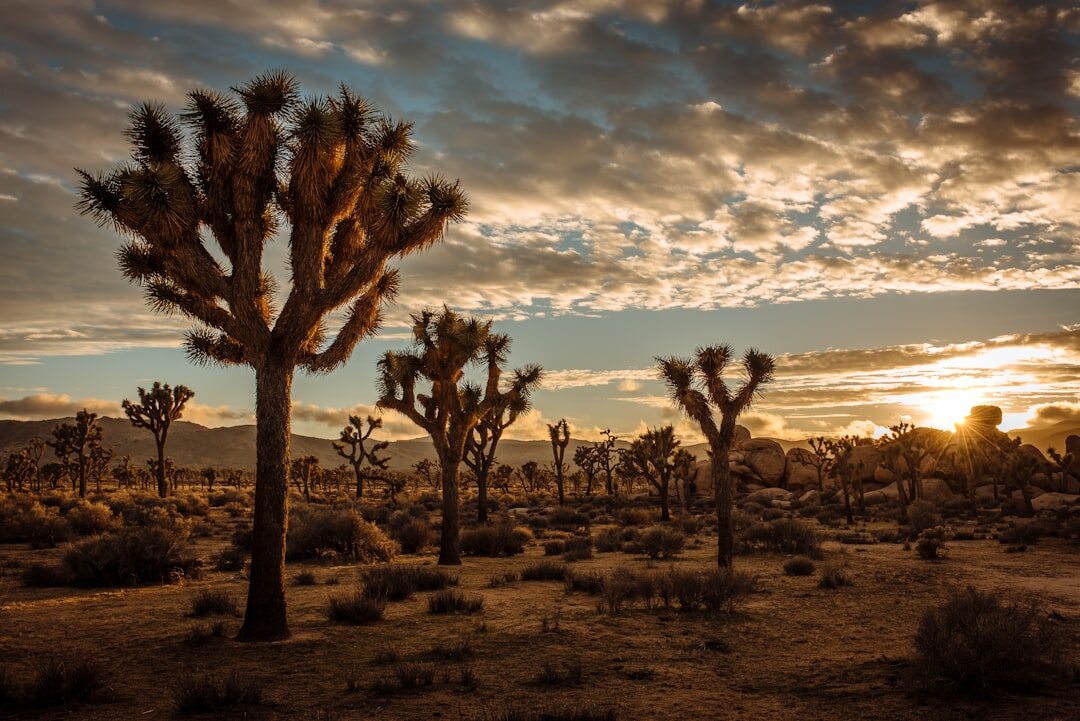 joshua tree desert